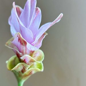 花のある暮らし,花のある生活,切り花を楽しむ,ハナノヒ,日比谷花壇のサブスクの画像