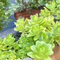 ツメレンゲ,子持ち蓮華,初恋,ルティア, ベンケイソウの画像