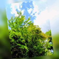 スモモ,スモモ,可愛い,癒やされて,木曜日は木の画像