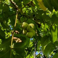 クルミの木,胡桃,クルミの画像