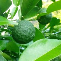 柚子,果物,自家栽培の野菜達,害虫駆除,自家製野菜の画像