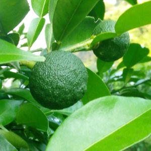 柚子,果物,自家栽培の野菜達,害虫駆除,自家製野菜の画像