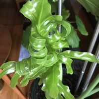 セローム,サトイモ 科の画像