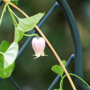 鉢植え,山野草,プランター,頂き物,ヾ(｡･ω･)ﾉ　咲いたよの画像