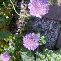 スカビオサ,iPhone撮影,西洋松虫草,小さな庭の画像