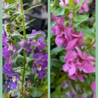 アンゲロニア,信州大好き⛰️,紫の花,ピンクの花,今日の花の画像