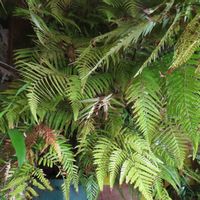 キンモウコウ,ジオ・ゴールデン・ボバイン,観葉植物,癒し,インテリアグリーンの画像