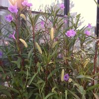 アサガオ,アサガオ,インゲン,インゲン,紫伊勢花火の画像