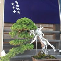 リンドウ,オガタマノキ,生け花。,花手水*,秋山盆栽園さんの素敵の画像
