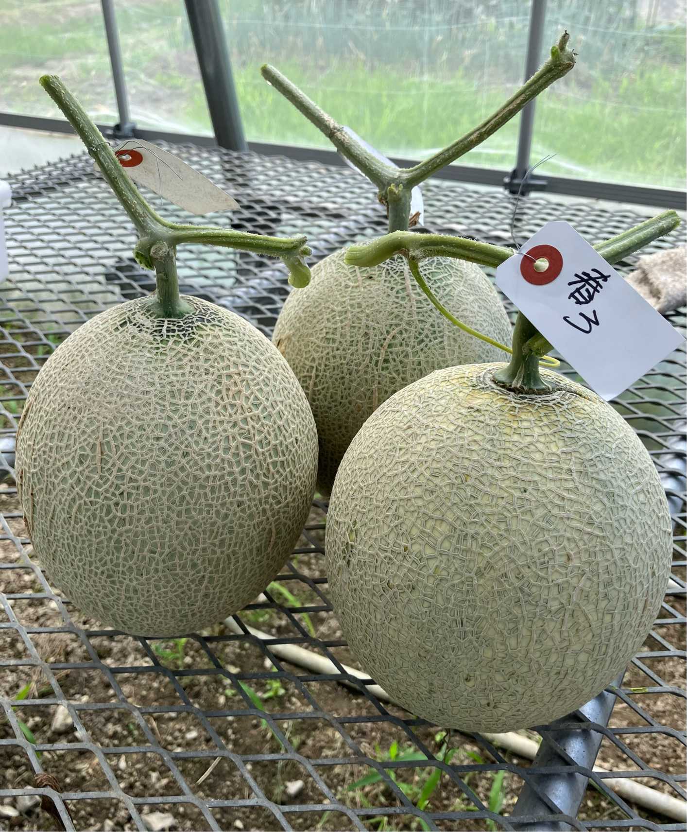 メロン 純系アールスメロンの袋栽培｜🍀GreenSnap（グリーンスナップ）