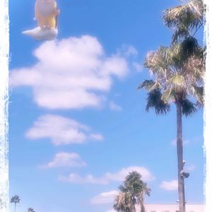 ワシントンヤシ,ジャカランダ ミモシフォリア,ジャカランダ,挿し木∗,ヤシの画像