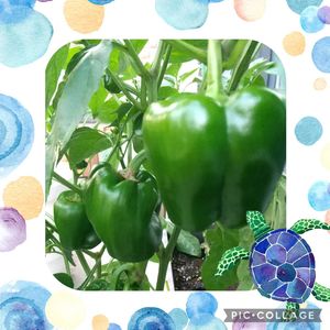 ピーマン,多肉植物,観葉植物,花壇,プランター栽培の画像