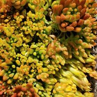 ツメレンゲ,爪蓮華,エンジェルティアーズ,セネシオ属,ゴスるんエンジェルティアーズの画像