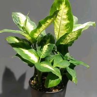 ディフェンバキア,ディフェンバキア・カミーラ,ディフェンバキア・クールビューティー,観葉植物,熱帯植物の画像