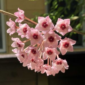 ホヤ・カルノーサ,サクララン,多肉植物,塊根植物,コーデックスの画像