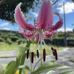カノコユリ,山野草,初めての花♡,放置栽培,神奈川県の画像