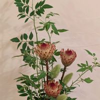 プロテア,ソケイ,アワ,私の生け花,松風華道の画像