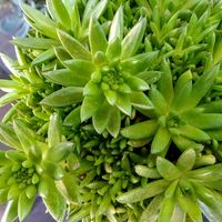 爪蓮華,多肉植物,オロスタキス属,ナツ☀️ナツ☀️ナツ,どたま祭りの画像