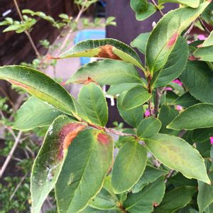 ヒメシャラの画像