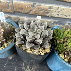 ハオルチア,ミラーボール,ブラックオブツーサ,白帝城,レッドブルの画像