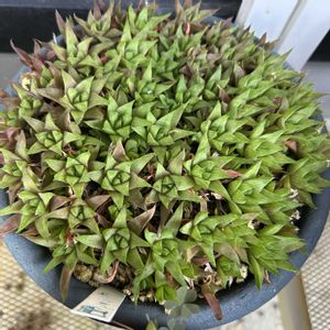 オブツーサ,ハオルチア,玉扇,オブツーサ トゥルンカータ,星紫の画像