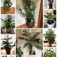 テーブルヤシ,ヒポエステス,オリーブの木,カラテア マコヤナ,わが家の観葉植物❢の画像