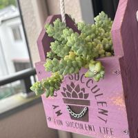 ペンデンス,ビアホップ ,アエオニウム 属,クラウディアローズ,花団錦の画像