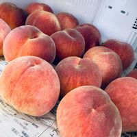 スモモ,モモ,感謝の画像