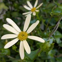 マーガレットアイビー,鉢植え,ガーデニング,多年草,常緑の画像
