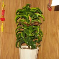 ドラセナ・トルネード,観葉植物,癒し,インテリアグリーン,珍奇植物の画像