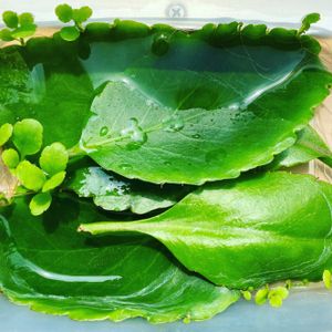 マザーリーフ,マザーリーフ,子宝草,観賞用トウガラシ,観賞用トウガラシの画像