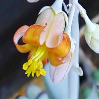 福娘,多肉の花,キュンキュン乙女倶楽部,われら17年組の画像
