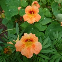 キンレンカの画像