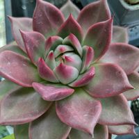 寄せ植え,多肉植物,葉挿し,リメ缶,多肉寄せ植えの画像