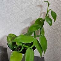 バニラ,室内,グリーンアクセサリー♪,ラン科だ〰️の画像