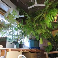 ダイギンリュウ,キンモウコウ,ジオ・ゴールデン・ボバイン,観葉植物,癒しの画像