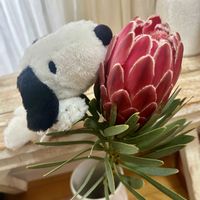 プロテア,プロテア ヴィーナス,ネイティブフラワー,オージープランツ,ワイルドフラワーの画像