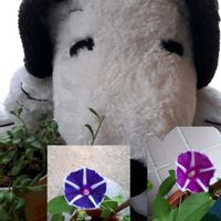アサガオ,ヨウジロアサガオ,花言葉,繋がりに感謝✨,しあわせ運べるようにの画像