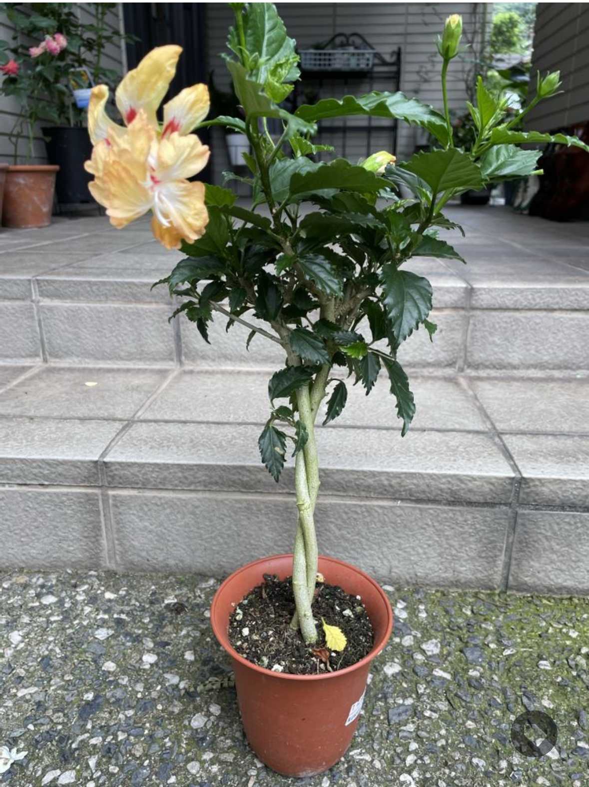 ハイビスカス盆栽　仏桑華 ハイビスカス盆栽 仏桑華 ブッソウゲ 仏桑花 Hibiscus rosa