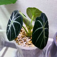 アロカシア,アロカシア•ニンジャ,アロカシア•ニンジャ,かわいい,観葉植物の画像
