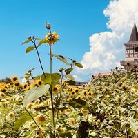 向日葵,ひまわりの畑,ドライフラワーのある暮らし,ハイジの村,安曇野の夏の画像
