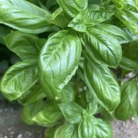 バジル,ルバーブ,赤紫蘇,綿花,サツマイモ シルクスイートの画像