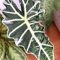 アロカシア・アマゾニカ,アロカシア,アロカシア アマゾニカ,観葉植物,HC産の画像