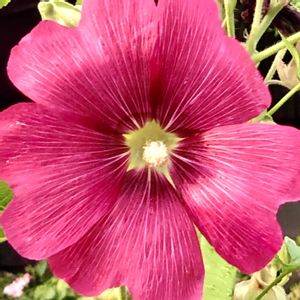 インテリア雑貨,フラワー雑貨,豪雪地,小さな庭の画像