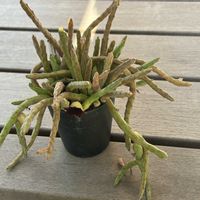スタペリア,ガガイモ,フェルニア ヒストリクス,アンゴレンシス,スタペリア アンゴレンシスの画像