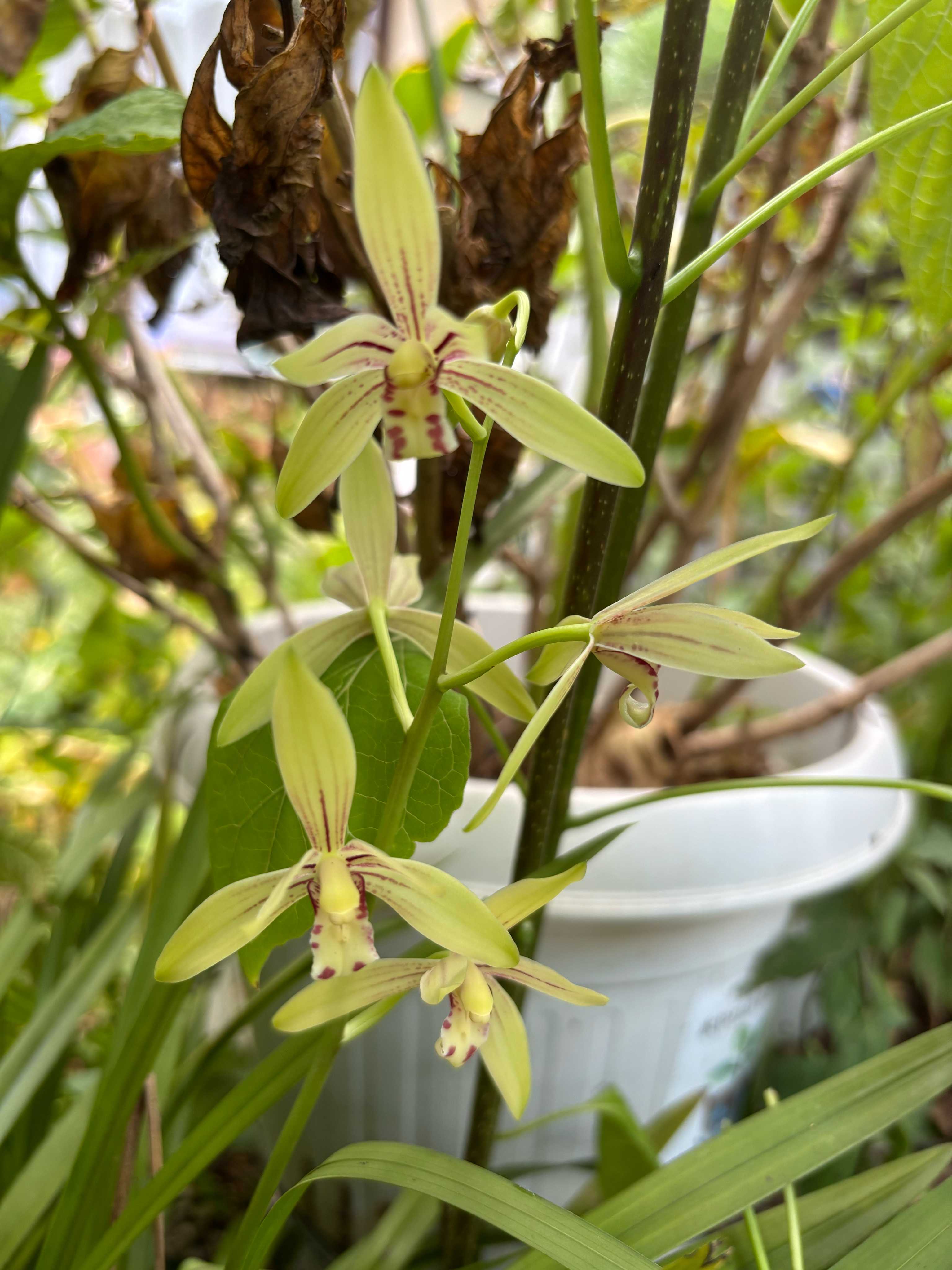 スルガラン・駿河蘭の一覧｜🍀GreenSnap（グリーンスナップ）