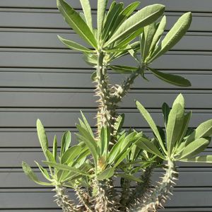 パキポディウム,パキポディウム・ホロンベンセ,多肉植物,塊根植物,コーデックスの画像