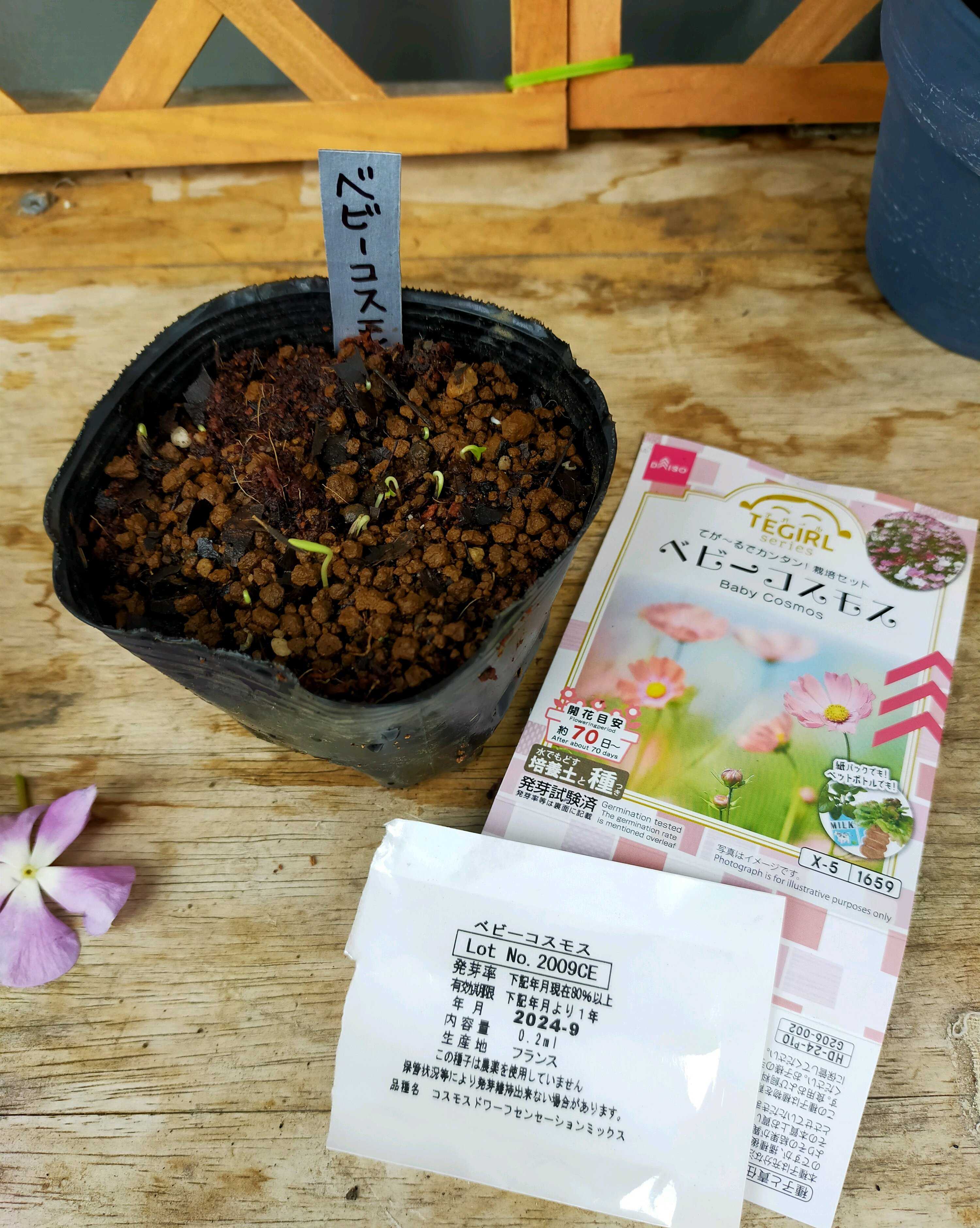 ベビーコスモスの成長記録｜🍀GreenSnap（グリーンスナップ）