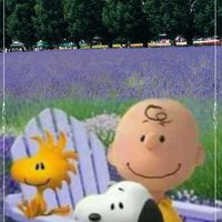 ラベンダー,白いラベンダー,❤️いいね、ありがとう,北海道旅行,青い花マニアの画像
