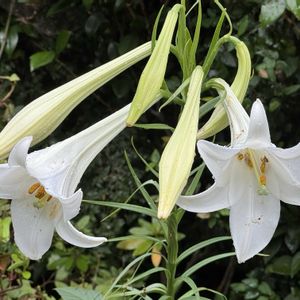テッポウユリ,切り花,白い花,自生,多年草の画像